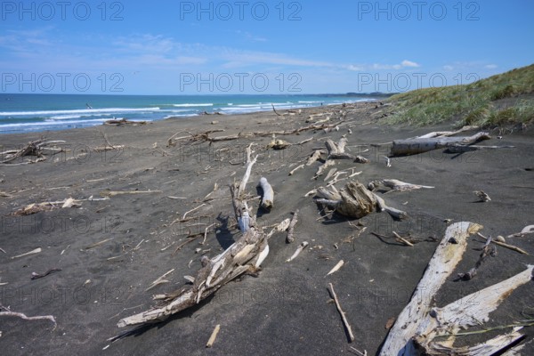 A collection of driftwood on a sandy beach overlooking the sea, Mana Bay, Patea, Taranaki, North