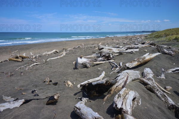A wide beach with driftwood and a view of the calm ocean, Mana Bay, Patea, Taranaki, North Island,