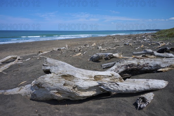 Driftwood scattered along the coastline by the sea, Mana Bay, Patea, Taranaki, North Island, New