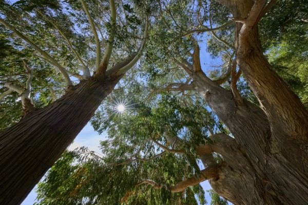 View between trees with sunshine and clear sky, Kingston, Queenstown-Lakes District, Otago, South