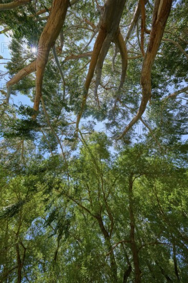Branched tree tops of peppermint eucalyptus (Eucalyptus radiata), with sun rays shining through the