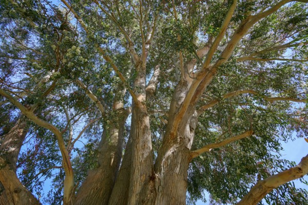 Bottom view of a large tree with spreading branches and blue sky, Kingston, Queenstown-Lakes