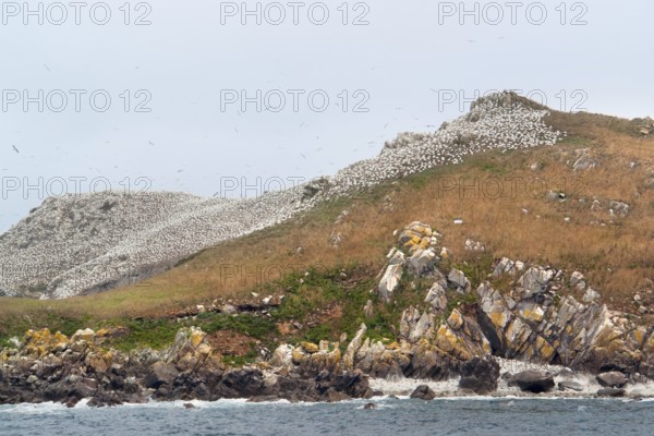 Colorful rocky coastal scenery including a big bird sanctuary at the Seven Islands in Brittany,