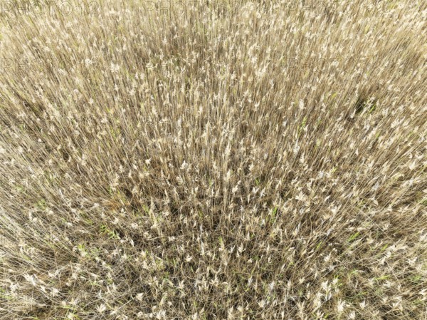 Reed in the marshland of the Nature Reserve La Breña y Marismas del Barbate. Aerial view. Drone