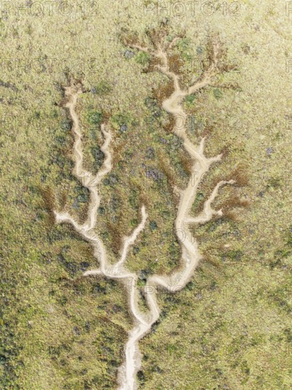 Abstract patterns of dry streams at low tide. In the marshland of the Bahía de Cádiz Nature Reserve
