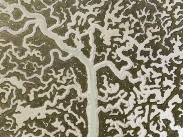 Network of channels and streams at low tide. In the marshland of the Bahía de Cádiz Nature Reserve.