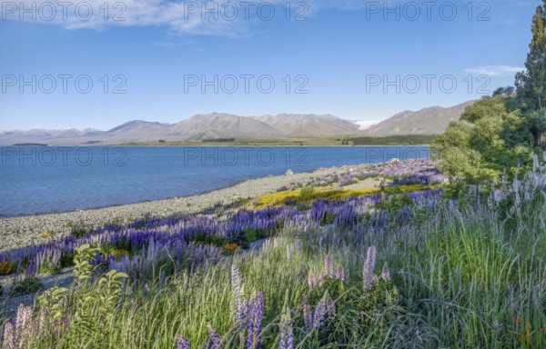 Riparian scenery including lots of lupine flowers around Lake Pukaki at the South Island of New