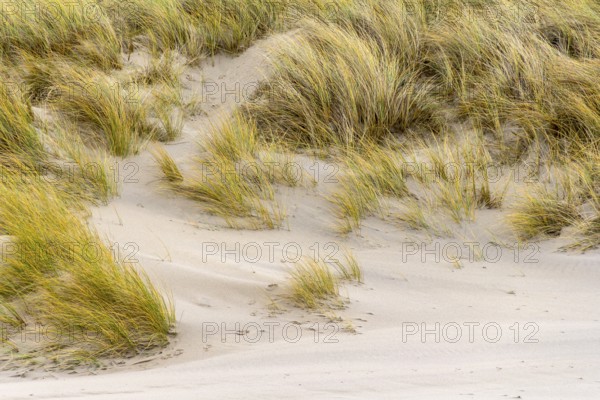 Sandy dune detail overgrown with grass in a dutch province named Zeeland