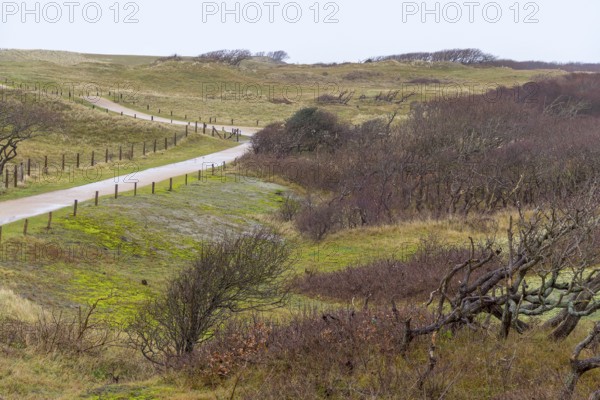 Overgrown coastal scenery with footpath at the North Sea near Domburg in Walcheren in the dutch