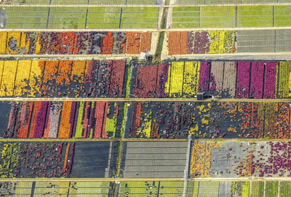 Aerial view, colourful flowers in the horticultural farm In der Hött, shapes and colours, Flehe,