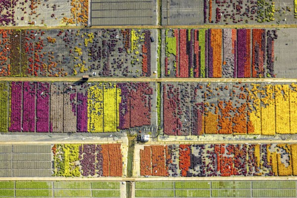 Aerial view, colourful flowers in the horticultural farm In der Hött, shapes and colours, Flehe,
