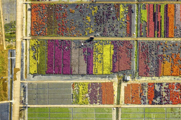 Aerial view, colourful flowers in the horticultural farm In der Hött, shapes and colours, Flehe,