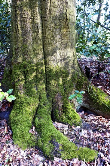 European beech (Fagus sylvatica), overgrown trunk, deciduous tree, Stikelkamper Forest, East