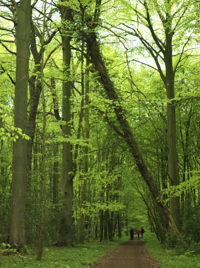 Forest path, walking path, walker, spring, fallen tree, Neuenburg primeval forest, landscape