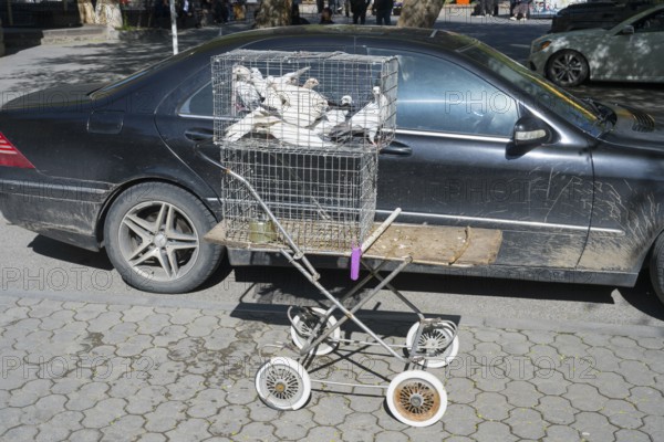 Pigeons in a cage on a converted pram in front of a black car on the street, pigeons for sale,