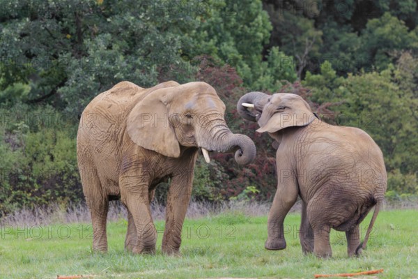 An adult female African elephant (Loxodonta africana) wrestles with her male calf on a meadow at