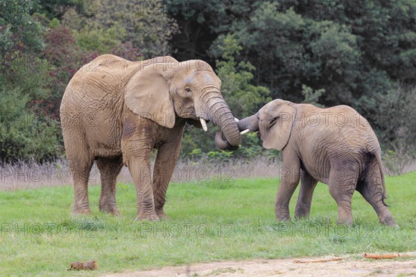 An adult female African elephant (Loxodonta africana) wrestles with her male calf on a meadow at