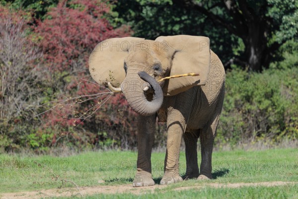 An elephant cow (Loxodonta africana) eats the bark off a branch. A forest can be seen in the
