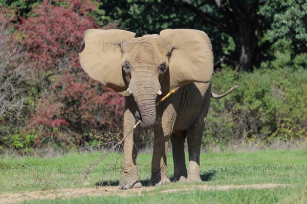 An elephant cow (Loxodonta africana) eats the bark off a branch. A forest can be seen in the