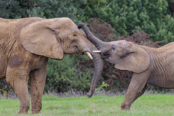 An adult female African elephant (Loxodonta africana) wrestles with her male calf on a meadow at
