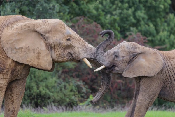 An adult female African elephant (Loxodonta africana) wrestles with her male calf on a meadow at