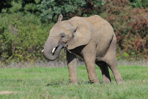 An elephant cow (Loxodonta africana) eats the bark off a branch. A forest can be seen in the