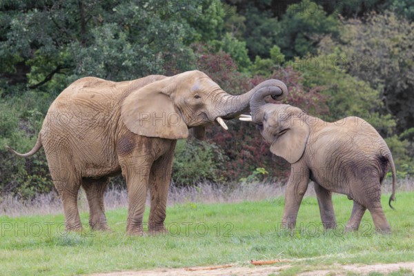 An adult female African elephant (Loxodonta africana) wrestles with her male calf on a meadow at