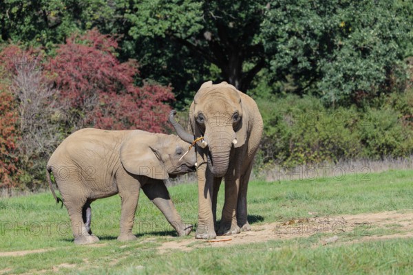 An elephant cow (Loxodonta africana) eating the bark off a branch. Her calf tries to suckle. A