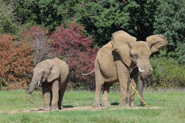 An elephant cow (Loxodonta africana) and her calf eating the bark off a branch. A forest can be