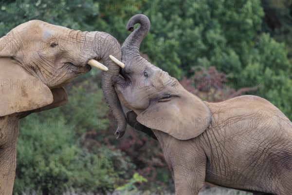 An adult female African elephant (Loxodonta africana) wrestles with her male calf on a meadow at