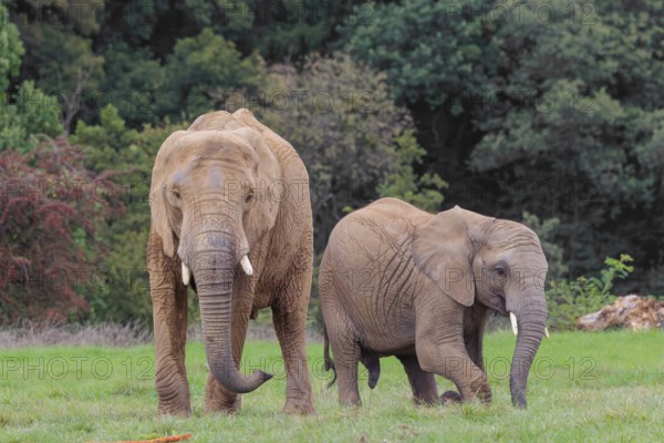 An adult female African elephant (Loxodonta africana) wrestles with her male calf until it falls in