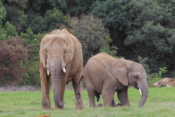 An adult female African elephant (Loxodonta africana) wrestles with her male calf until it falls in