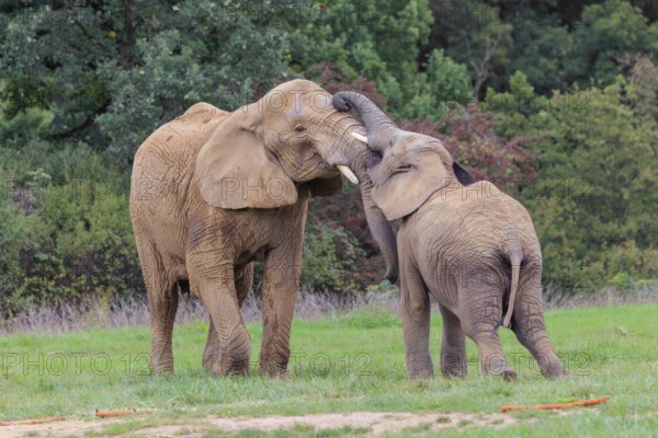 An adult female African elephant (Loxodonta africana) wrestles with her male calf on a meadow at