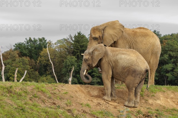 A male elephant calf (Loxodonta africana) digs for minerals with its trunk. Its mother stands