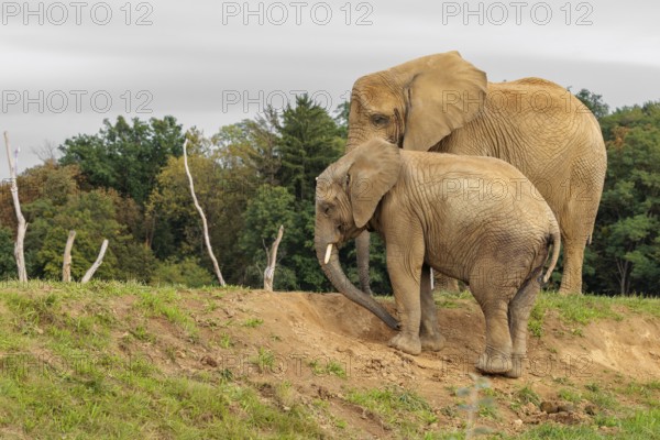 A male elephant calf (Loxodonta africana) digs for minerals with its trunk. Its mother stands