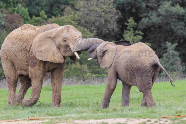 An adult female African elephant (Loxodonta africana) wrestles with her male calf on a meadow at