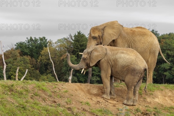 A male elephant calf (Loxodonta africana) digs for minerals with its trunk. Its mother stands