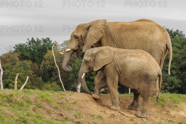 A male elephant calf (Loxodonta africana) digs for minerals with its trunk. Its mother stands