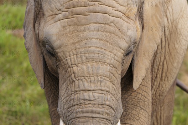 Frontal portrait of a female elephant (Loxodonta africana). Captive