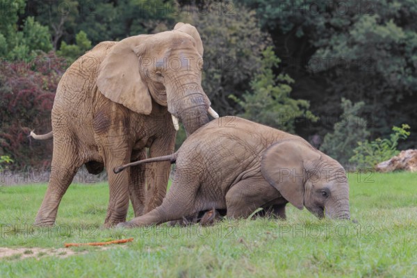 An adult female African elephant (Loxodonta africana) wrestles with her male calf until it falls in