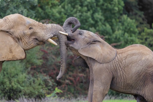 An adult female African elephant (Loxodonta africana) wrestles with her male calf on a meadow at