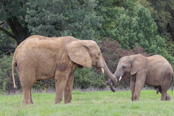 An adult female African elephant (Loxodonta africana) wrestles with her male calf on a meadow at