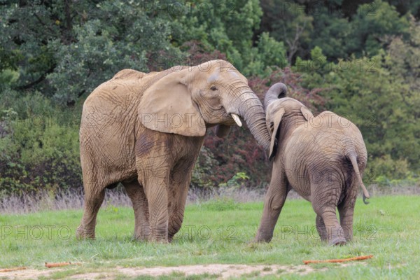 An adult female African elephant (Loxodonta africana) wrestles with her male calf on a meadow at