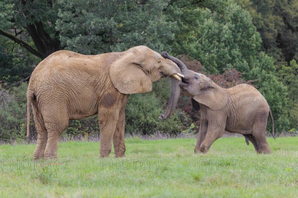 An adult female African elephant (Loxodonta africana) wrestles with her male calf on a meadow at