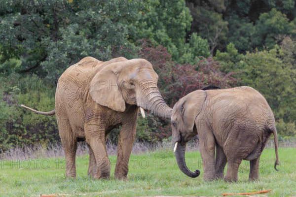 An adult female African elephant (Loxodonta africana) wrestles with her male calf on a meadow at