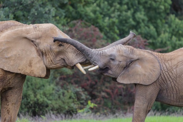 An adult female African elephant (Loxodonta africana) wrestles with her male calf on a meadow at