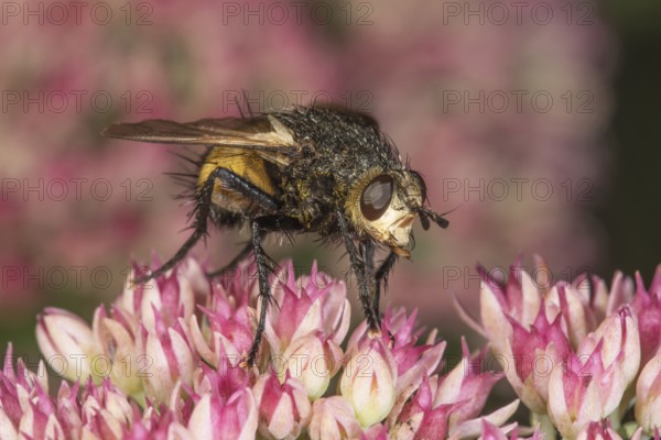 Black-legged bristle fly (Nowickia ferox) on a flower of stonecrop (Sedum telephium),