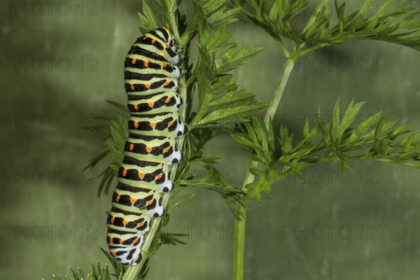 Caterpillar of the swallowtail (Papilio machaon) on garden carrot (Daucus carota),