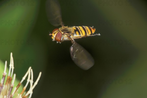 Winter hoverfly (Episyrphus balteatus) in flight in front of blurred background and cabbage