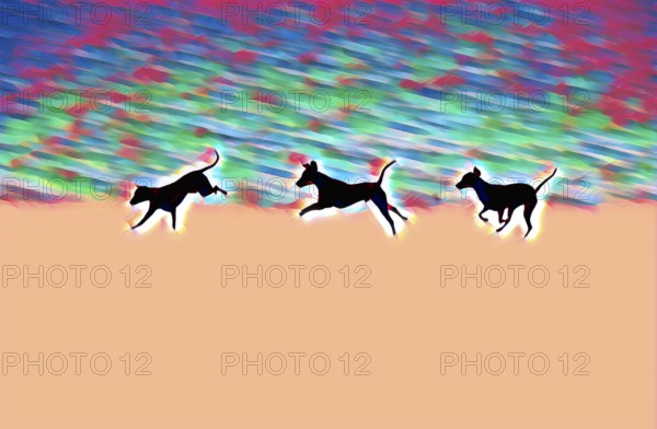 Doberman running fast and jumping in winter, Poller Wiesen, Rhine riverbanks, Cologne, North